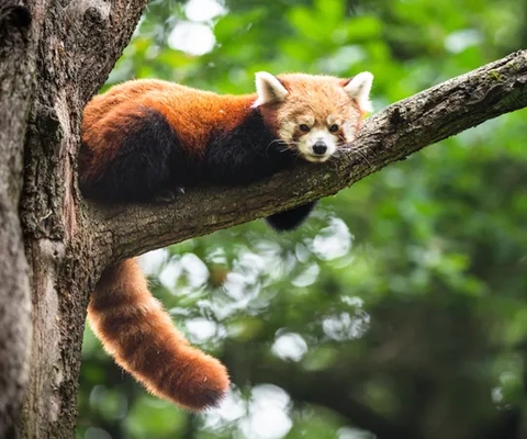 En röd panda som sover på en trädgren.