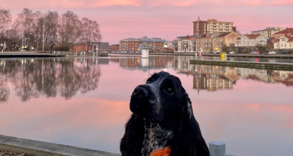 Hund på brygga i solnedgången