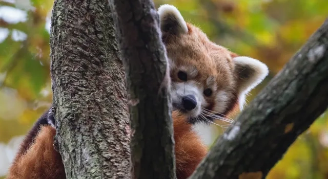 En röd panda klättrar upp på en trädgren.