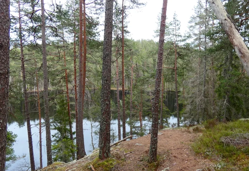 En stig i skogen som leder till en sjö.