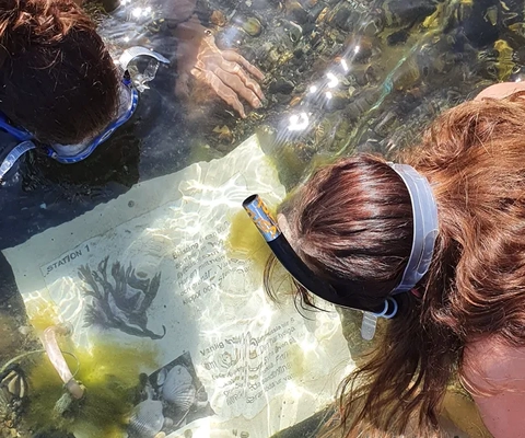 Snorkling i Kosterhavet