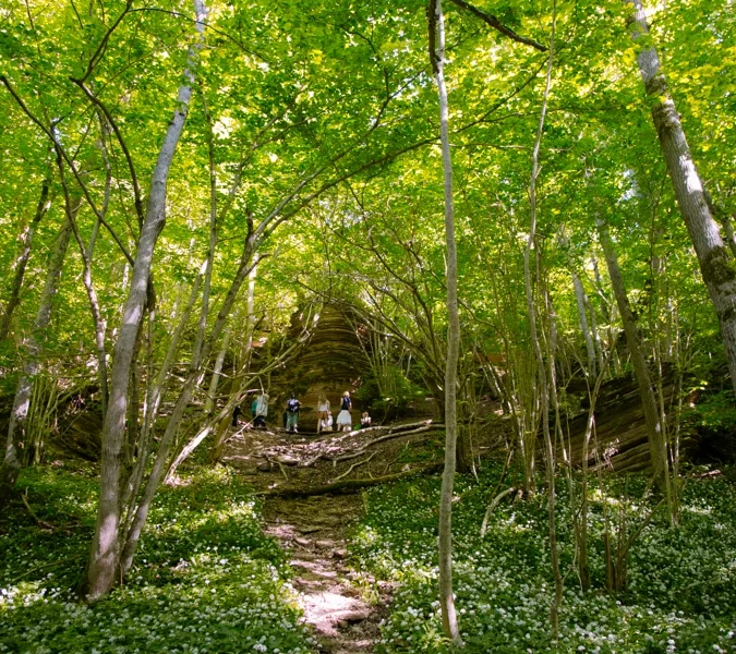 Eine Gruppe von Menschen, die durch einen üppigen grünen Wald gehen.