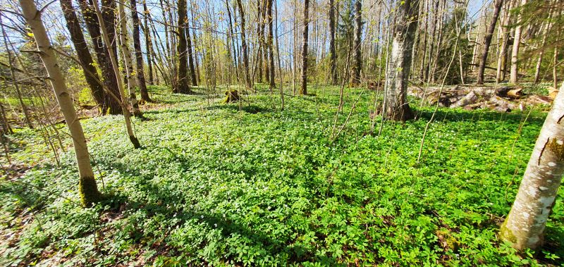 Mini-retreat med yoga och natur i Kroppefjäll 