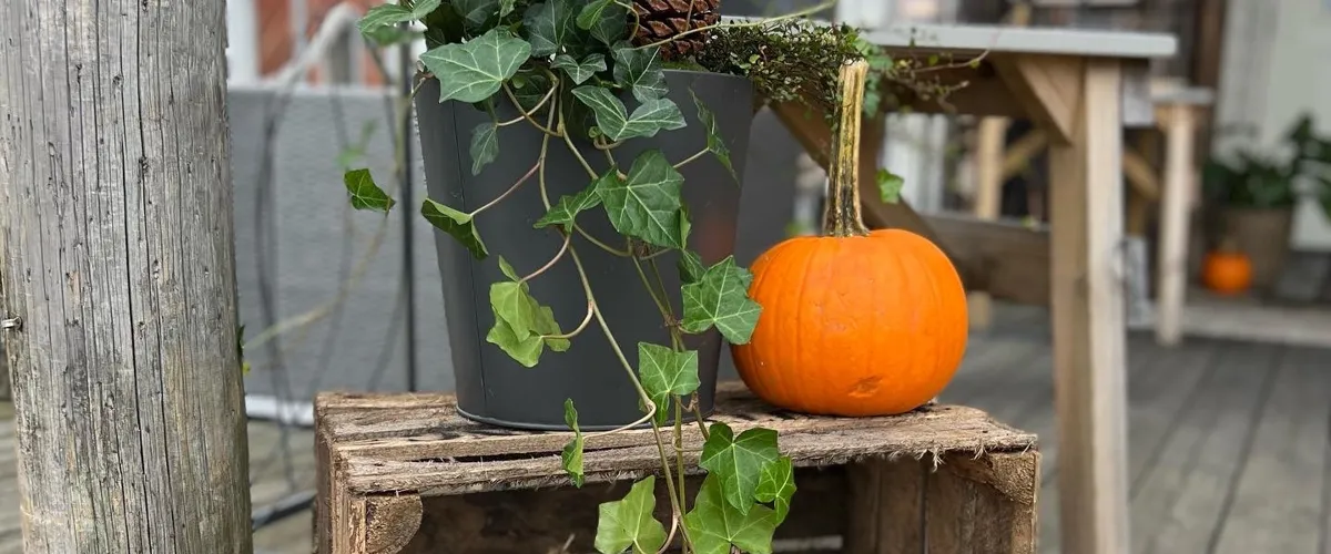 Råsjölördag med bonnamarknad i Böstebar 24 oktober