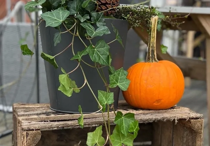 Råsjölördag med bonnamarknad i Böstebar 24 oktober