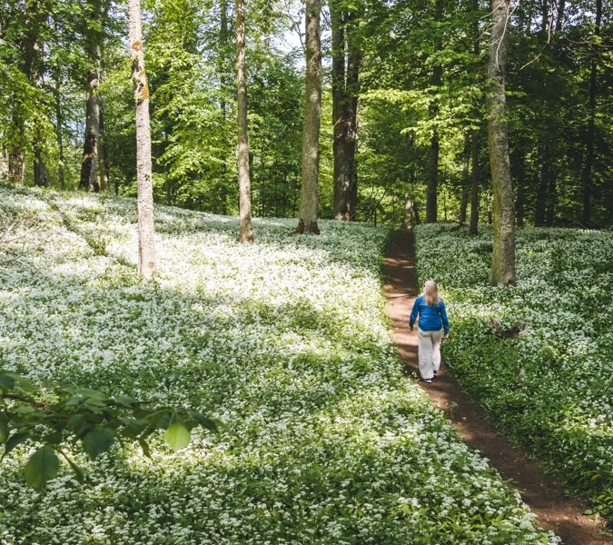 En person som går längs en stig i ett hav av blommande ramslök.