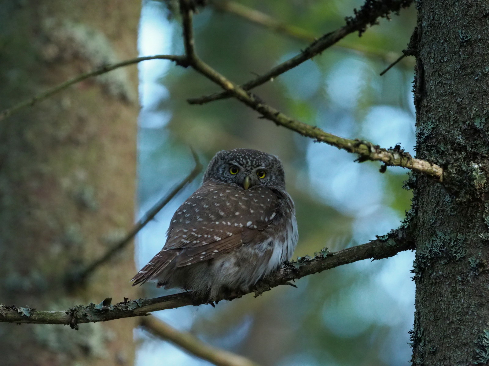 Vandring i sparvugglans rike