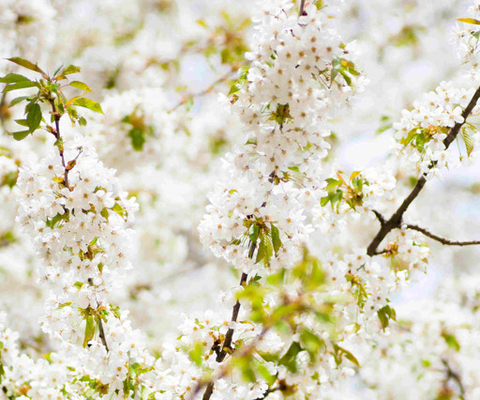 Ett träd fyllt med massor av vita blommor.