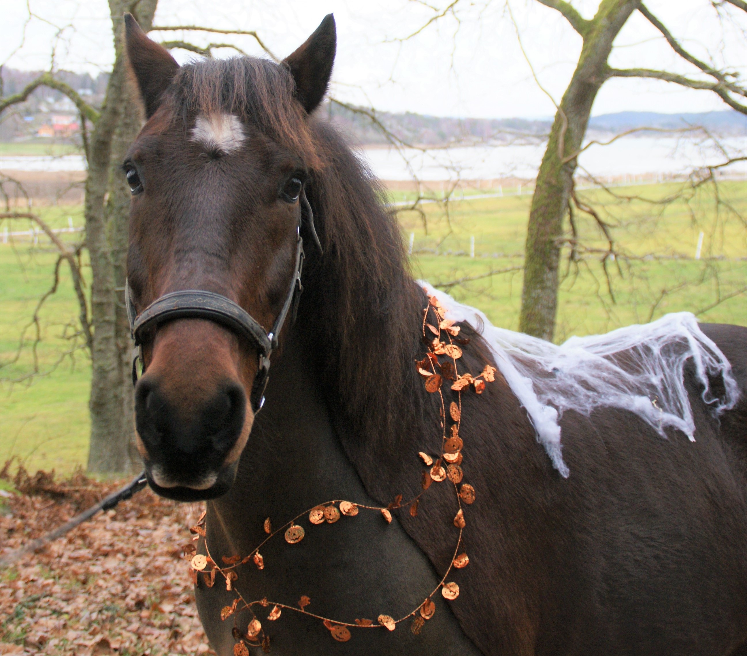 Höstlov: Halloween på Tjörns Ridklubb