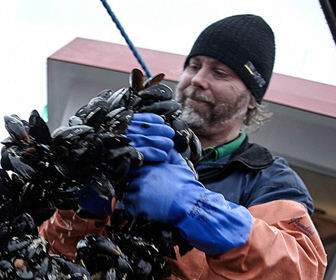 Musselbaren Lyckorna