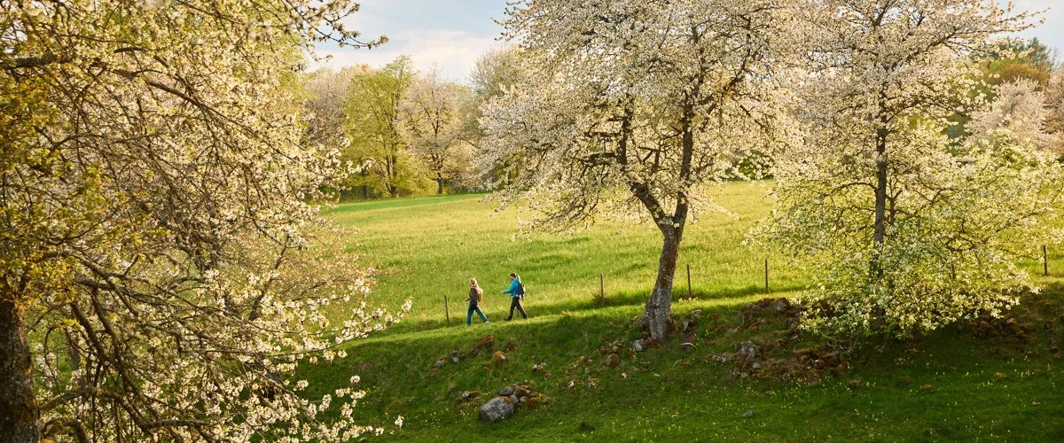 Vandring vid Höjentorp