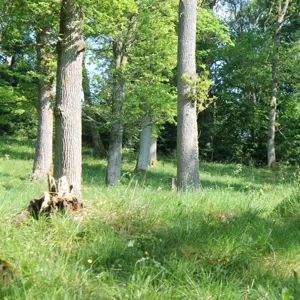 En ekbacke i försommargrönska