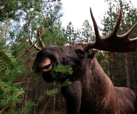 Moose