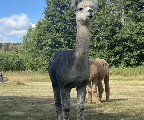 An alpaca and a llama standing in a field.