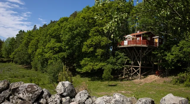 En trädkoja mitt i en skog.