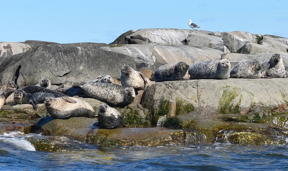 Sälar på klippa - Kastor Boat Trips