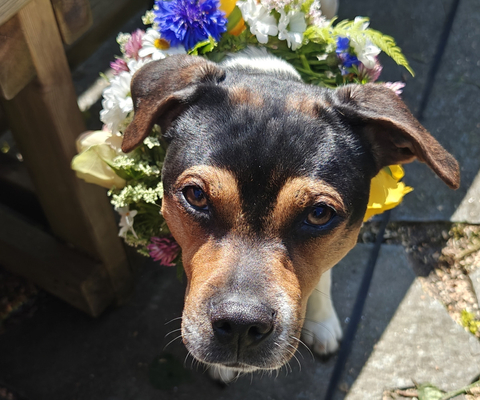 Hund med midsommarkrans på Nösundsgården