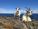 Two goats sitting on a rock by the ocean.