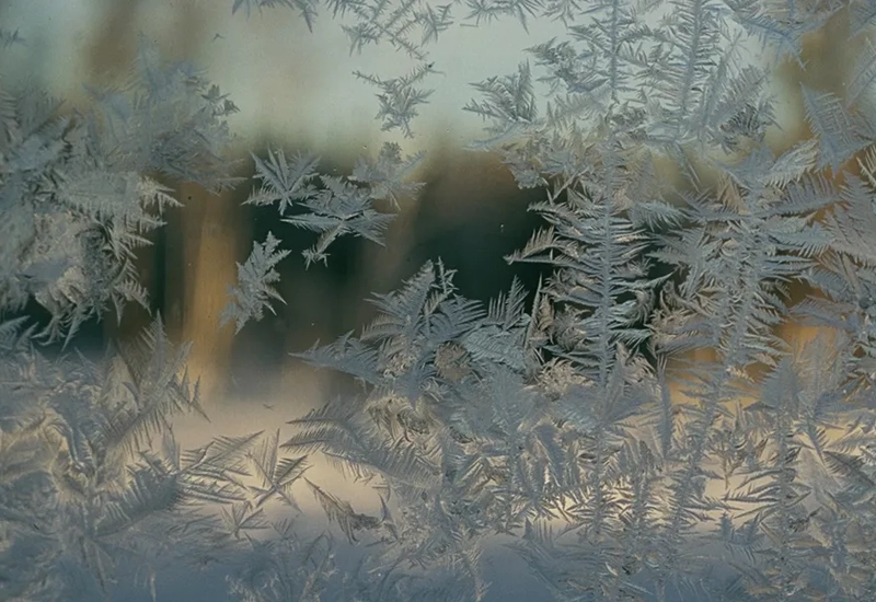Is- och snöklädda löv