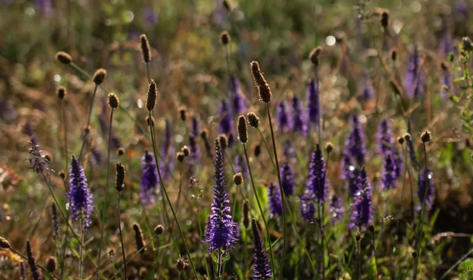 Österplana Agriturismos trädgård