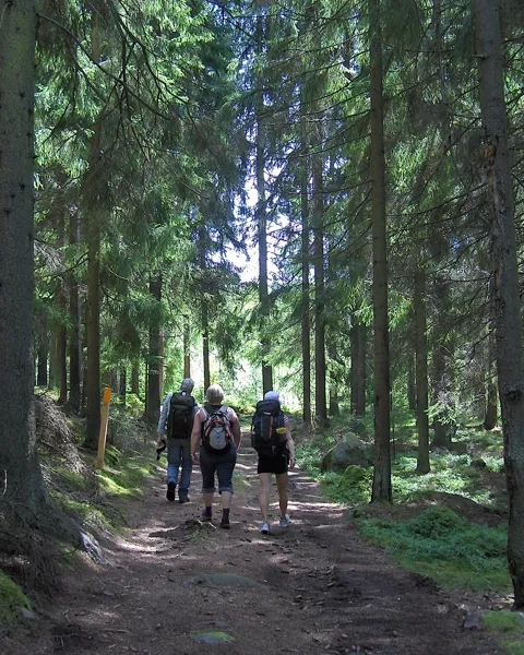 En grupp människor som går genom en skog.