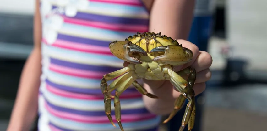 En liten flicka som håller en krabba i sin hand.