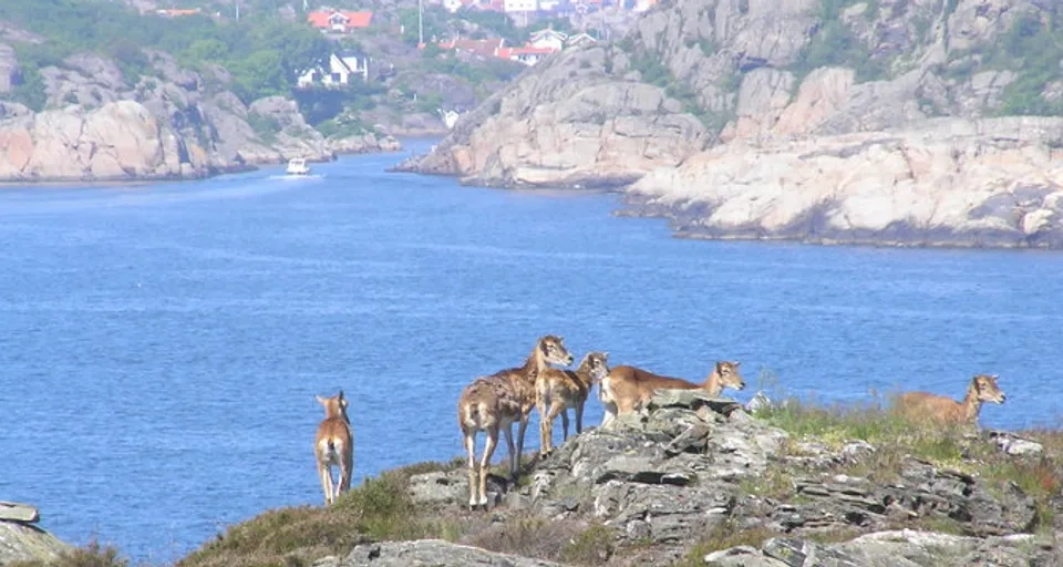 Mufflonfår vid vandringsleden på Dyrön