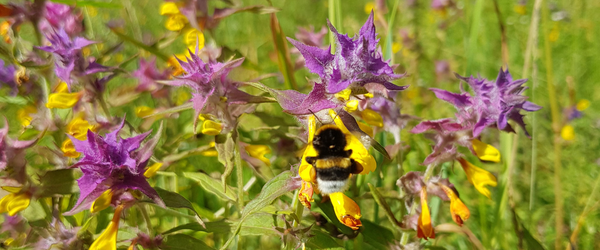 Nohlmarkens naturstig