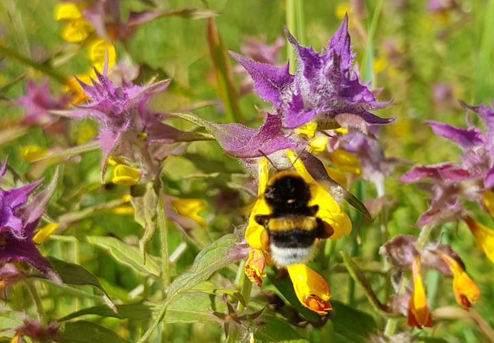 En humla sitter på en lila och gul blomma på en äng.