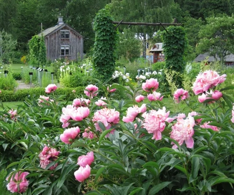 Örtagården i Dals Rostock