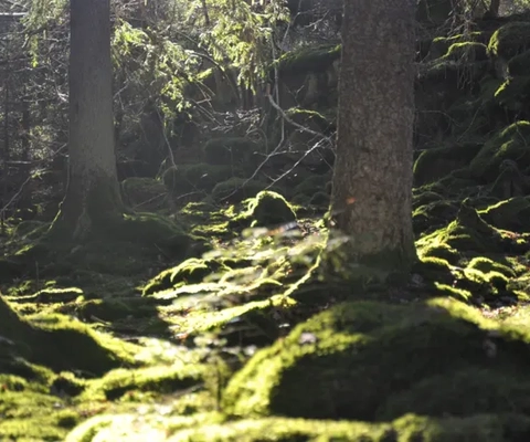 grön skog i solljus på Halleberg