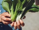 Kvinna som botaniserar bland grönsaker.