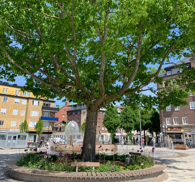 Ett stort träd mitt på ett torg i en stad.