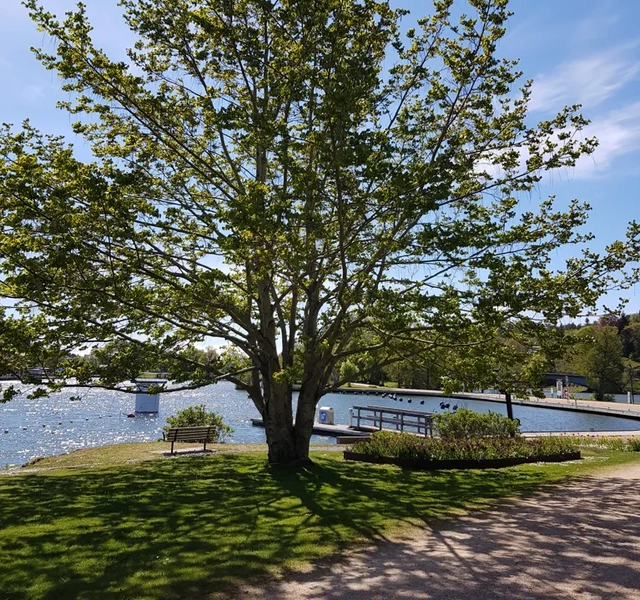 Ett träd i en park intill ett vattendrag.