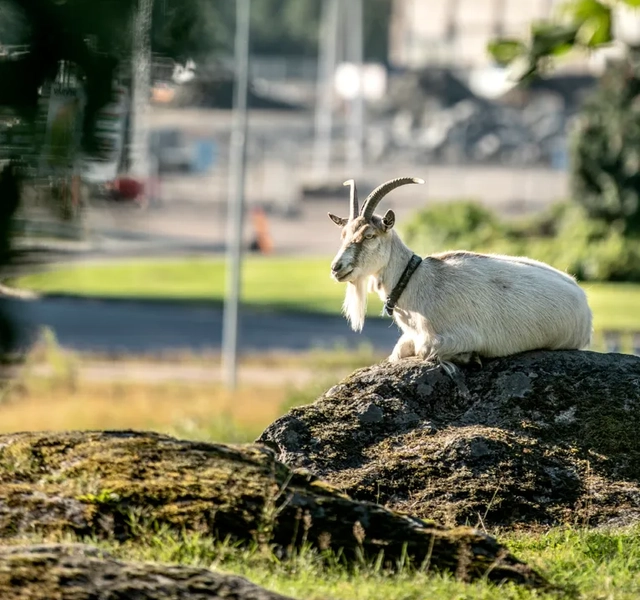 Get som sitter på en sten