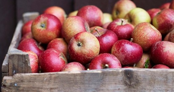 Marknad i Ellös Parken