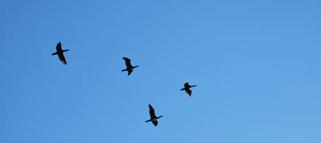 En flock fåglar som flyger genom en blå himmel.