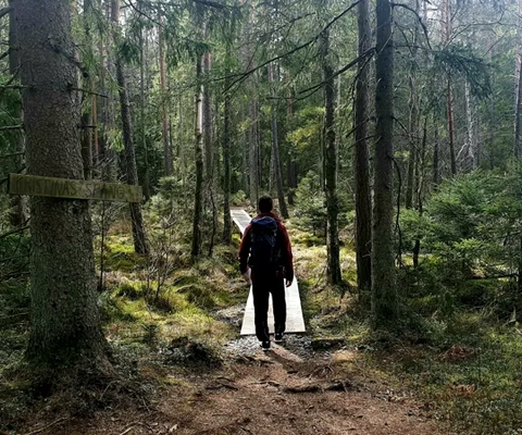 En person som står på en stig i skogen.