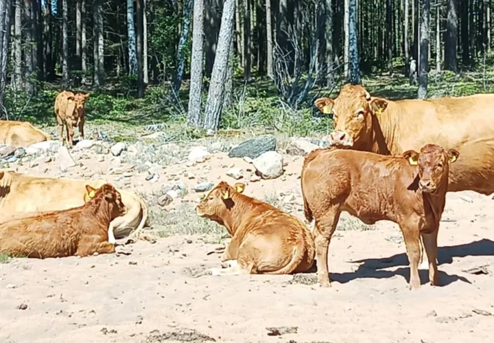 En hjord av nötkreatur som står på en sandstrand.