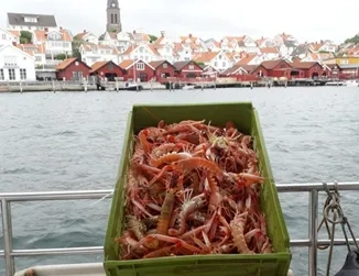 Kräftor fiskade på M/S Mira.