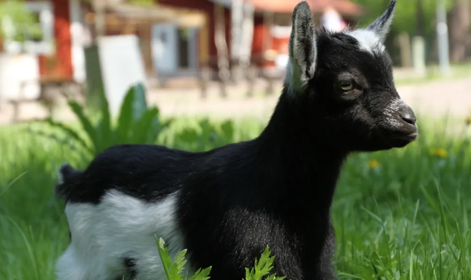 testbild kollage utan fotografnamn