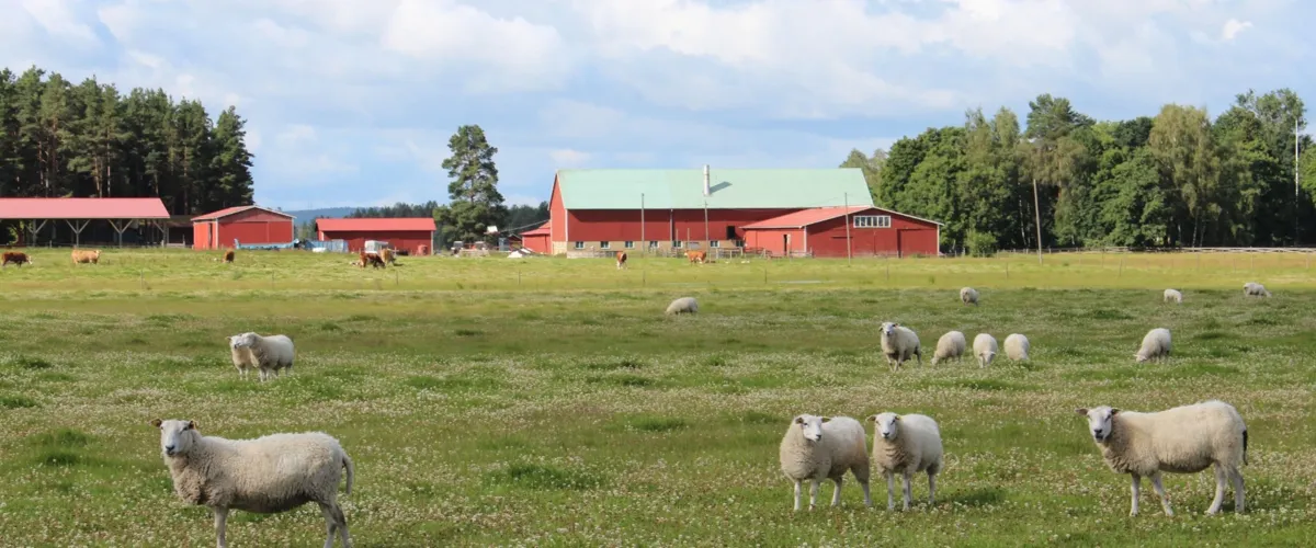 Yans gårdscafé och gårdsbutik