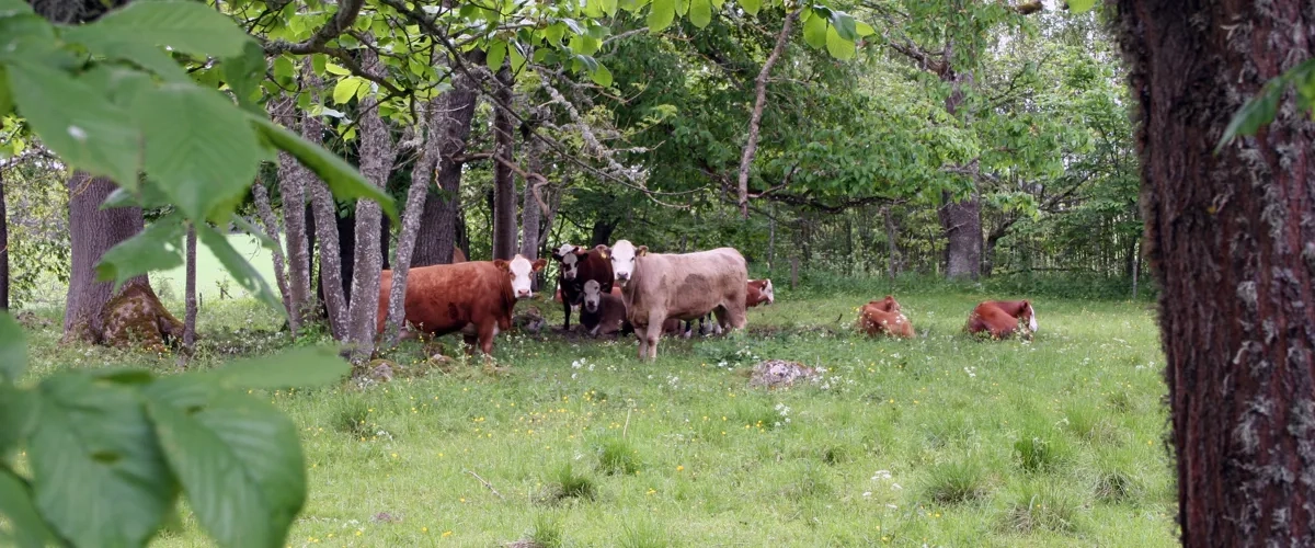 Kor som står i en hage.