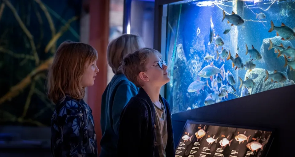 Barn upplever ett museum.