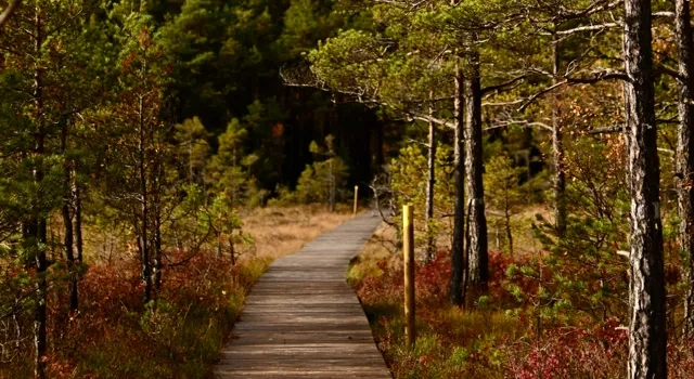 En bred spång över en mosse