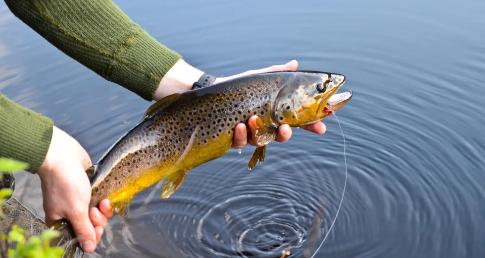 A person holding a fish in a body of water.