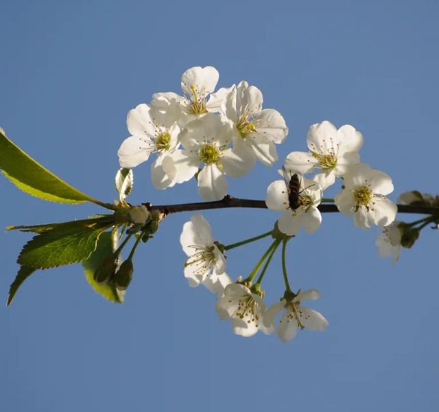 körsbärsblommor