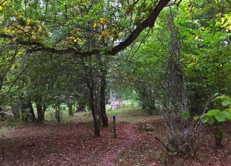 Vandringsled genom lövskog