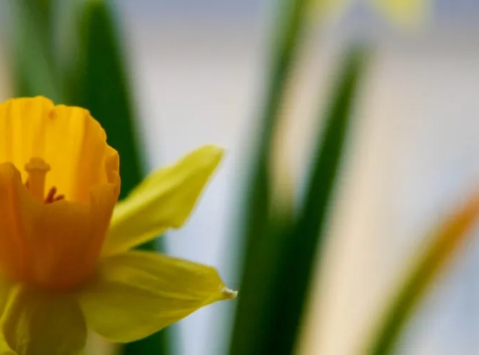 En närbild av en gul blomma med gröna stjälkar.