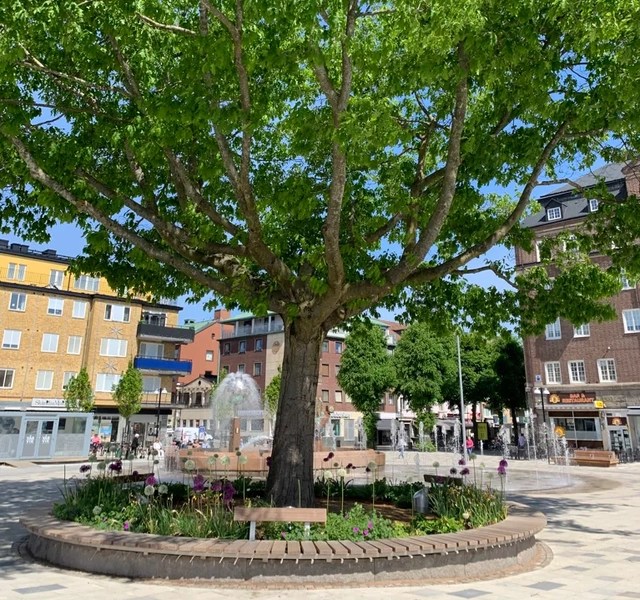 Ett stort träd mitt på ett torg i en stad.